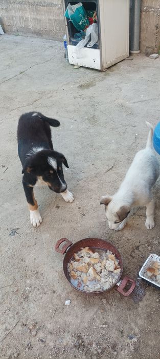 Kuchuklar tekinga beriladi