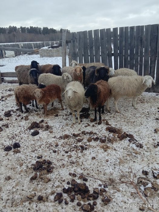 Продам баранов. Посёлок Красный кардон