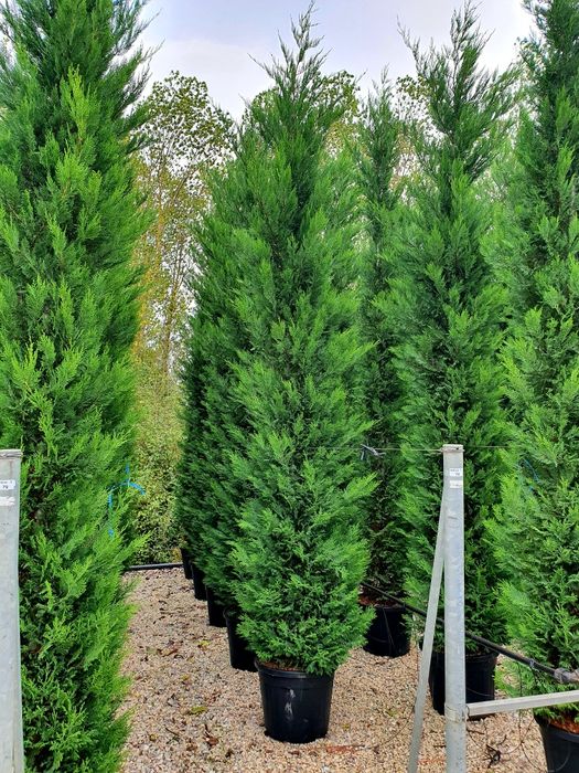 Tuia smaragd, columnaris, leylandii, occidentalis etc