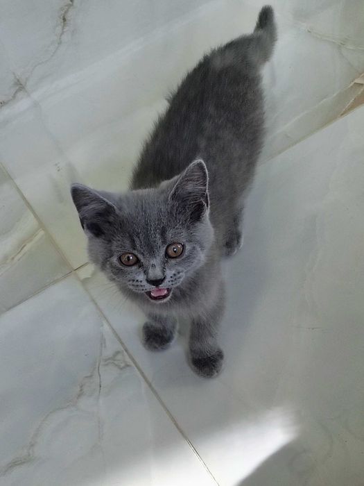 Британски късокосмести котенца