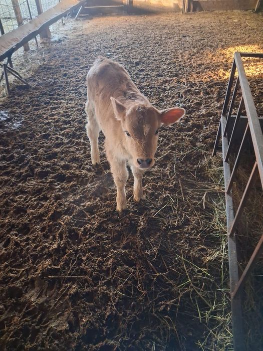 2 ұрғашы бұзау сатылады