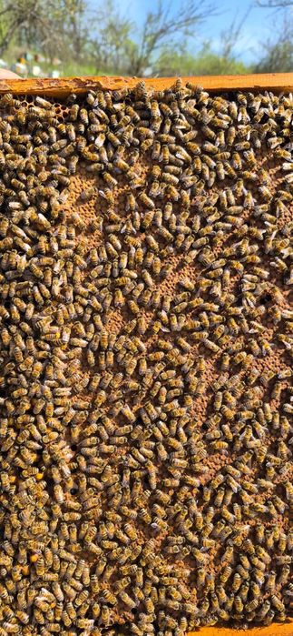 Regine mătci Buckfast carnica carpatină stupi albine  roiuri roi stupina rame familii miere mătci virgine neîmperecheate