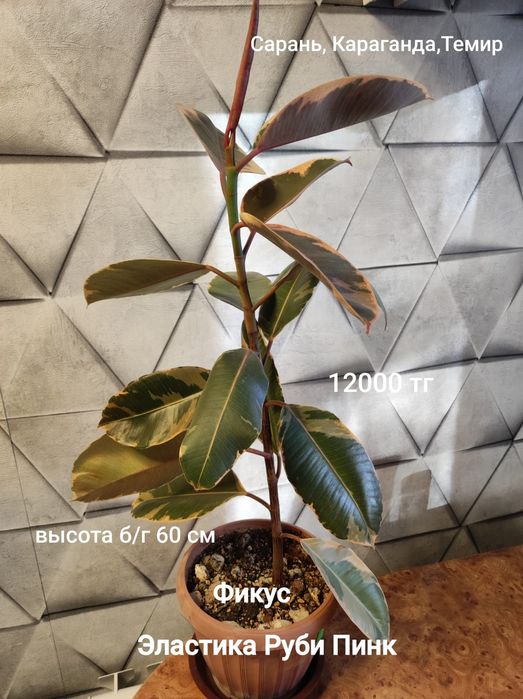 Фикус разных цен и размеров