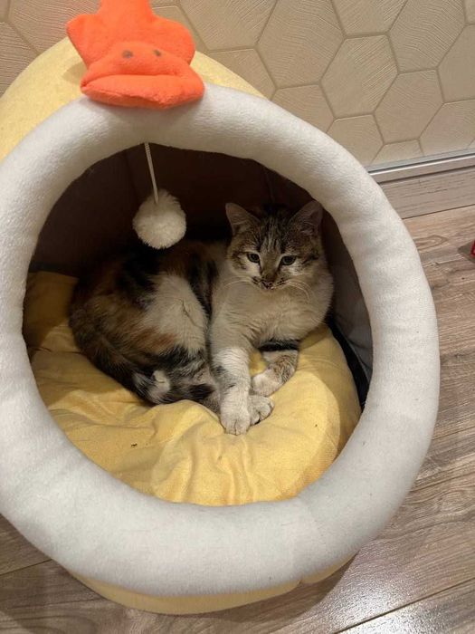 Отдам кошку бесплатно