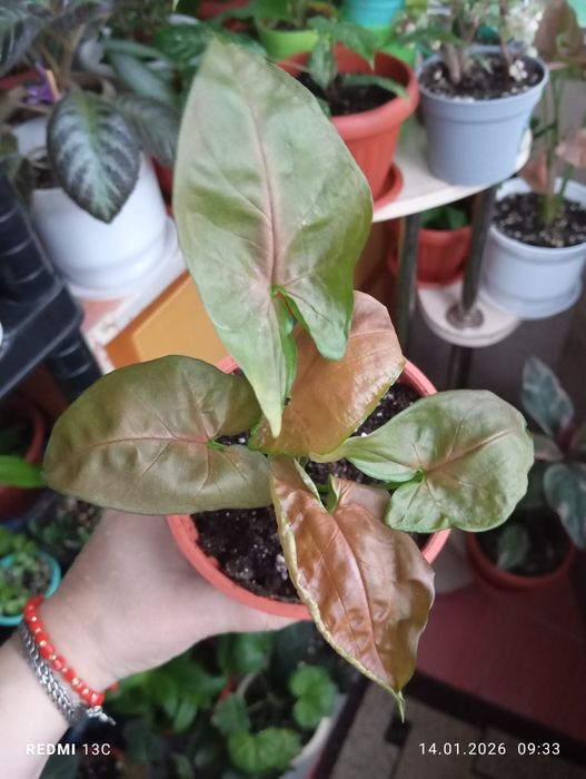 Продам комнатные растения