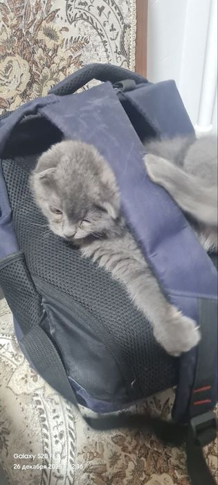 Британский кошка