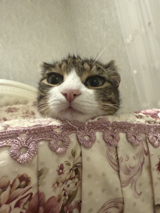 Отдам кота в хорошие руки