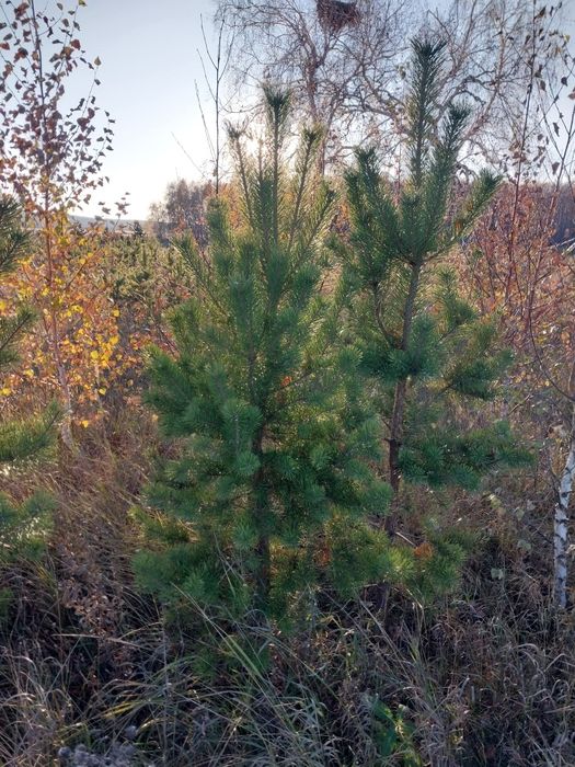 Есть в продаже Ель Сосна