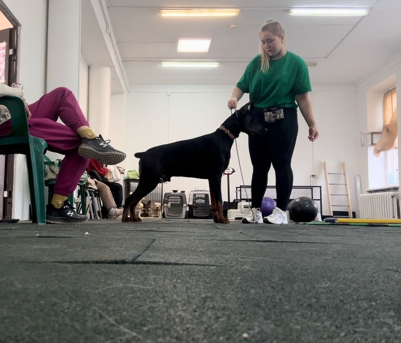 Кобель добермана, вязка