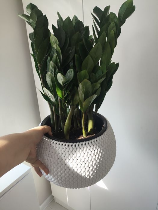 Доллар, замиакулькас