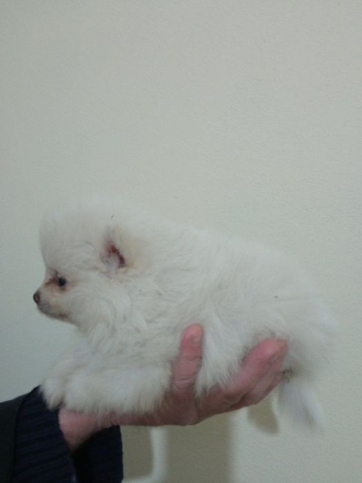 Мини померанчета на 55 дни с паспорт, обезпаразитени и първа ваксина