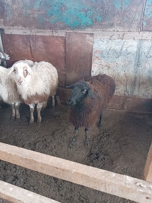 Бағылған семіз қой тоқты сатылады.