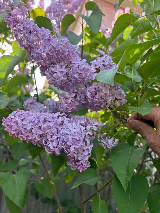 Сирень цветы, свежий