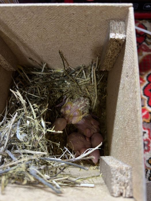 Nerazlushka polaponlari