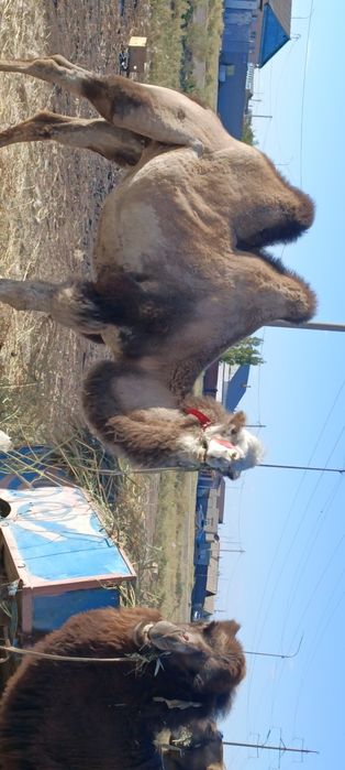 Продается верблюдица белая.