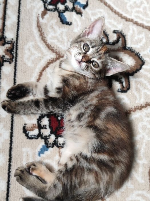 Отдам котята бауырластар 2