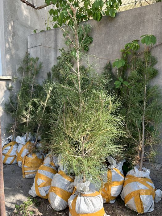 Сосна эльдарская