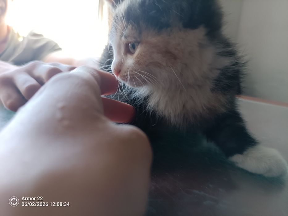 Отдадим котят, бесплатно.