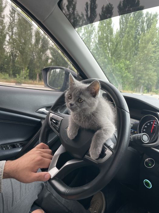 Продам британского котёнка 6 месяцев мальчик