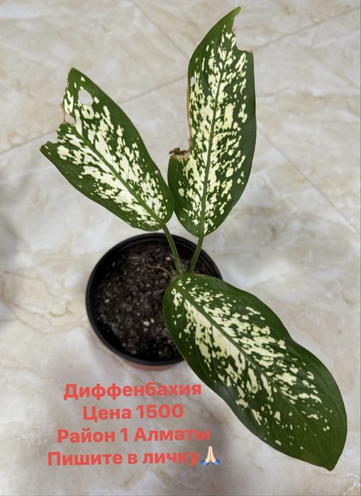 Продам комнатные цветы