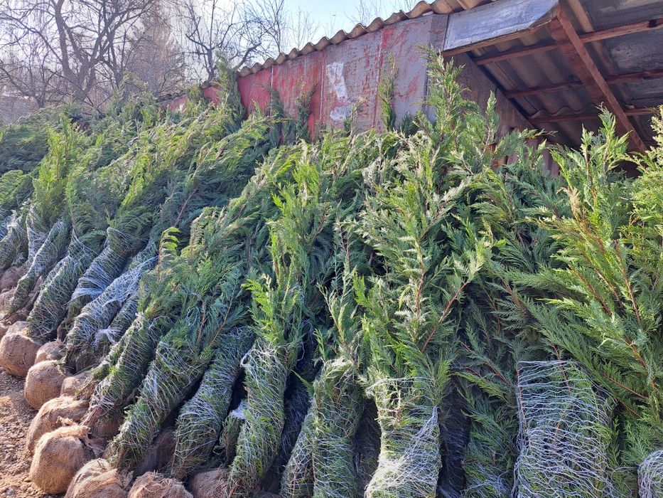 Plante decorative exemplu palmieri tuia brazi  leilandi mesteacăn