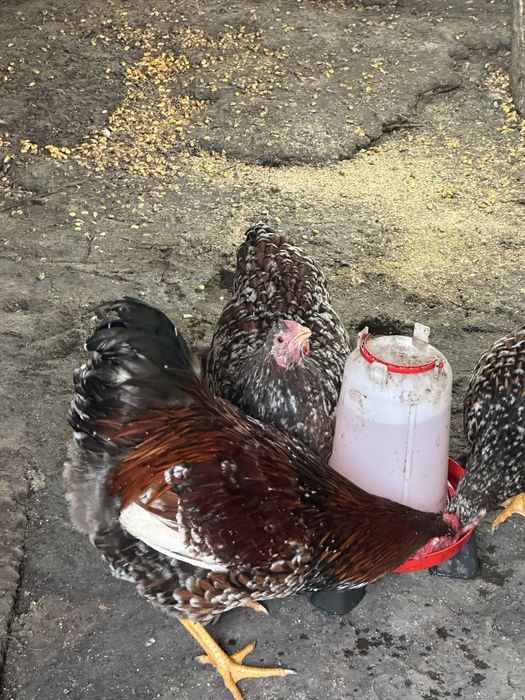 Vand oua de incubat Wiandotte si Sussex