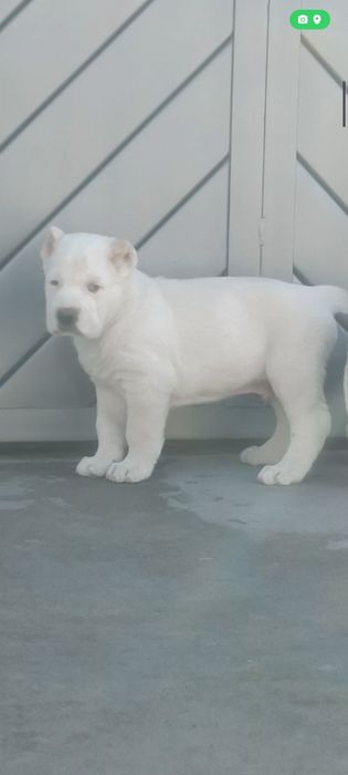 Алабай щенок кабель