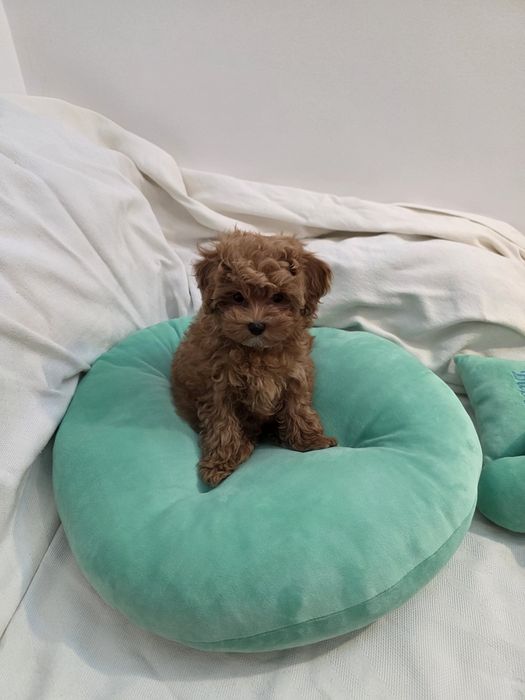 Maltipoo Korean teacup,  mini toy