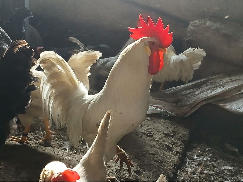 Vand cocosi Leghorn, italieni si bibilici