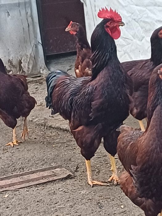 Oua pentru incubat. Rhode Island și  Barnevelder