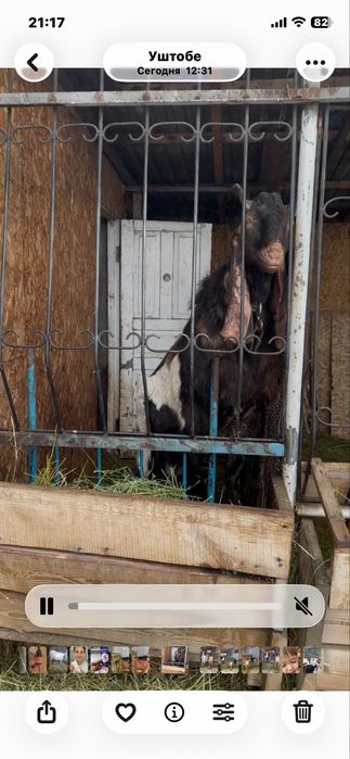 Козочки Комори-Нубы