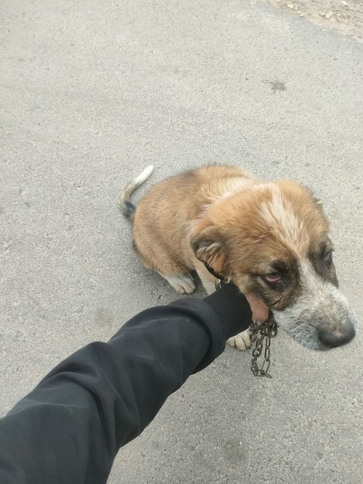 Продам щенка алабай