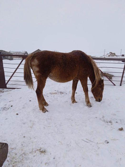 Продам лошадь Кабылу. Есть торг.