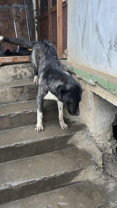 Продавам турски кангал  2 бр мъжки на по 8 месеца