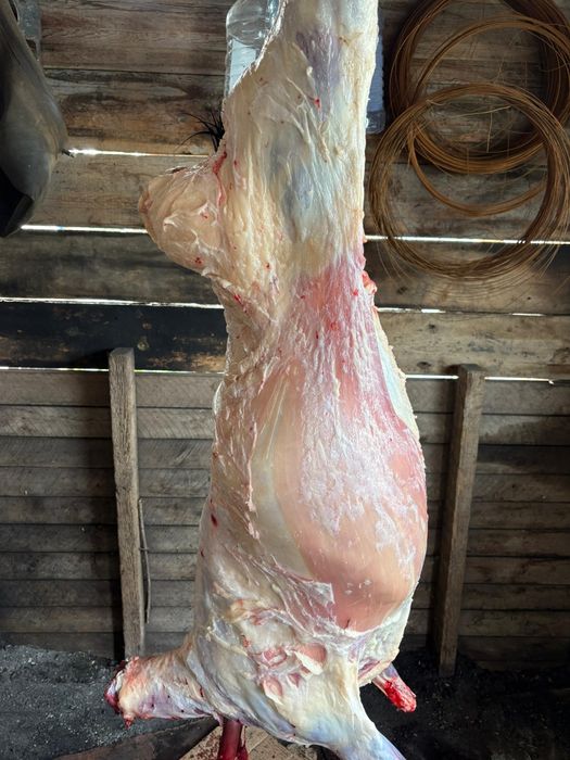 Семіз қойлар , сектер сатылады