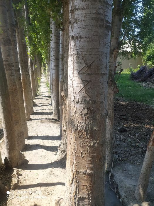 Terak sotiladi 100 tup donasi 700000 dan