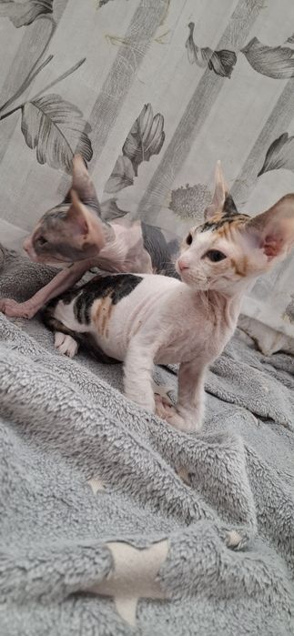 Донские сфинксы котята