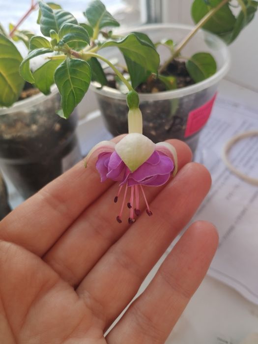 Фуксии ,укоренившиеся черенки.