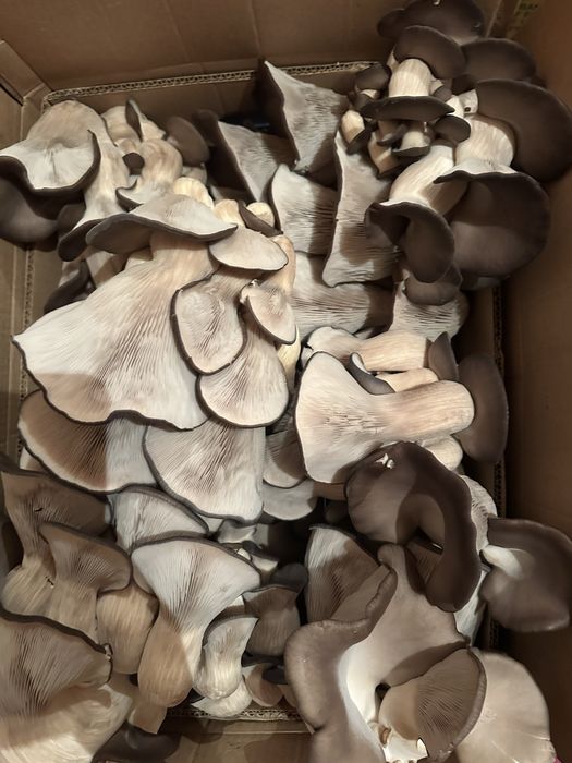 Грибы Вешиньки .