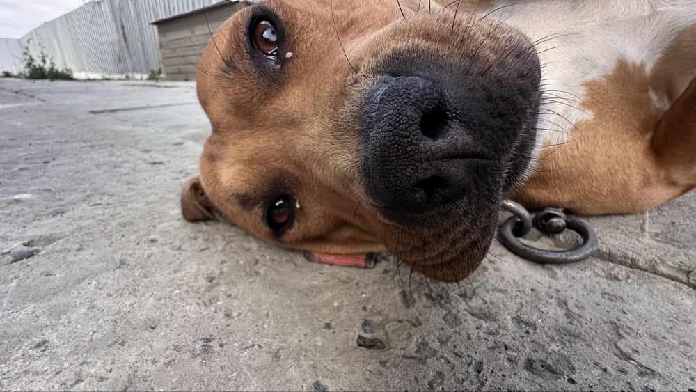 Питбуль самка собака