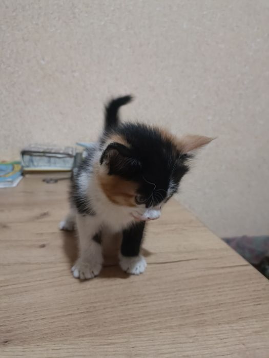 Кошки mushuk bola 2 sotilboldi