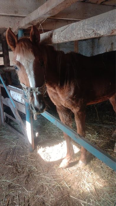 ұрғашы байтал сатылады еті бар