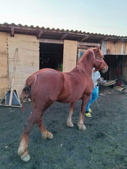 Se vinde un cal de 5 pe 6 anii