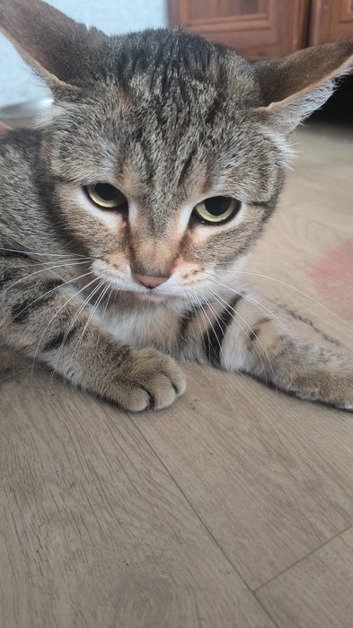 Отдам  кошечку британку