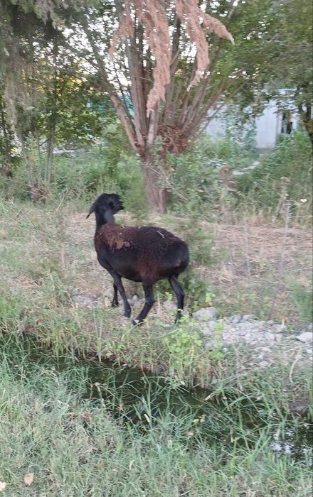 sovliq qo'y sotiladi