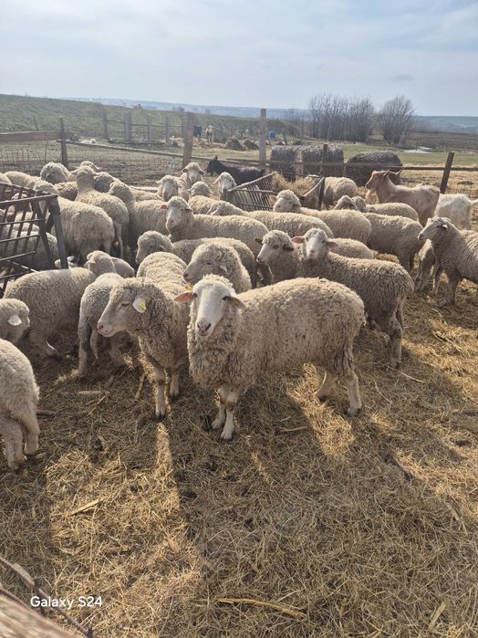 Oi cu miei de vanzare