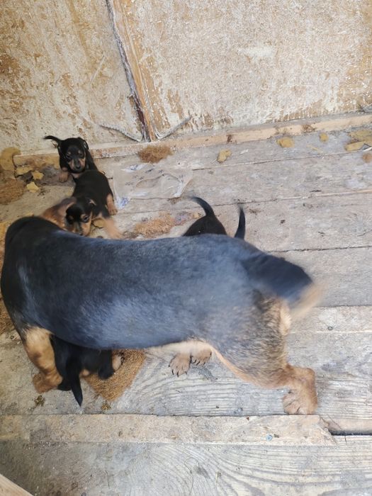 Щенки Ягдтерьера в Шелеке