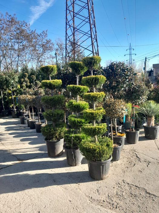 Avem plante ornamentale de ce mai buna calitate