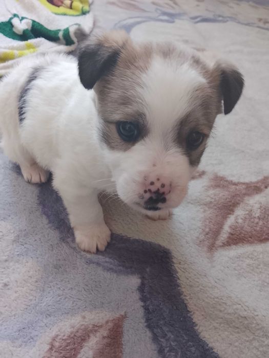 Отдам  щенка девочка