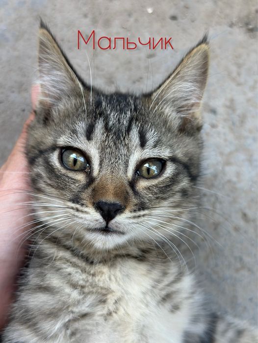 Милые и добрые котята
